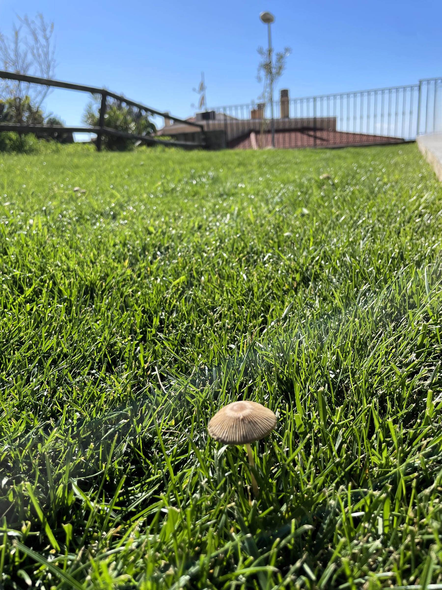 Garden-level view looking up toward the villa.